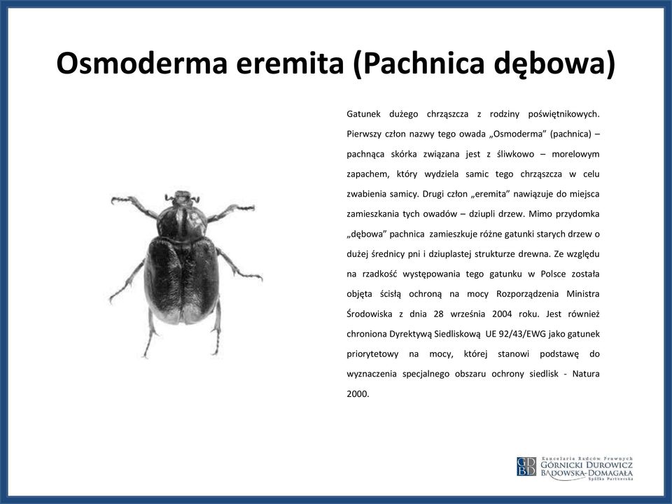 Drugi człon eremita nawiązuje do miejsca zamieszkania tych owadów dziupli drzew.