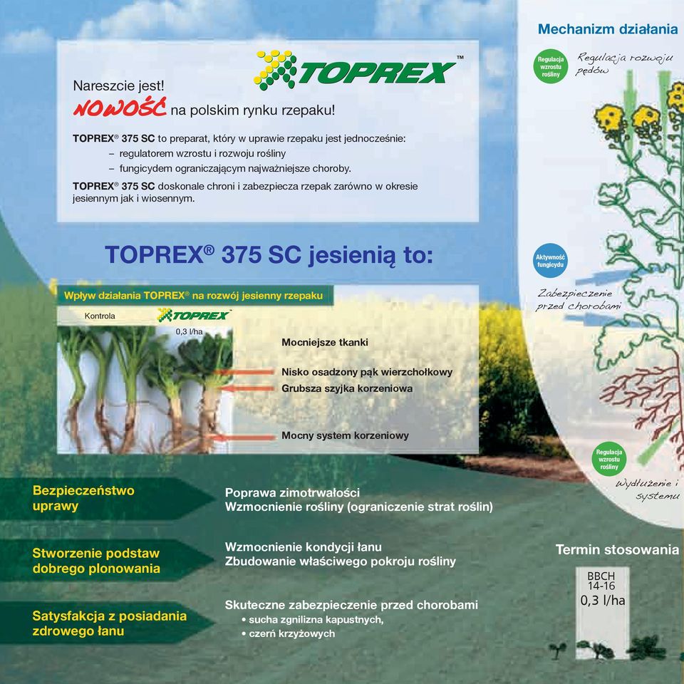 Toprex 375 SC doskonale chroni i zabezpiecza rzepak zarówno w okresie jesiennym jak i wiosennym.