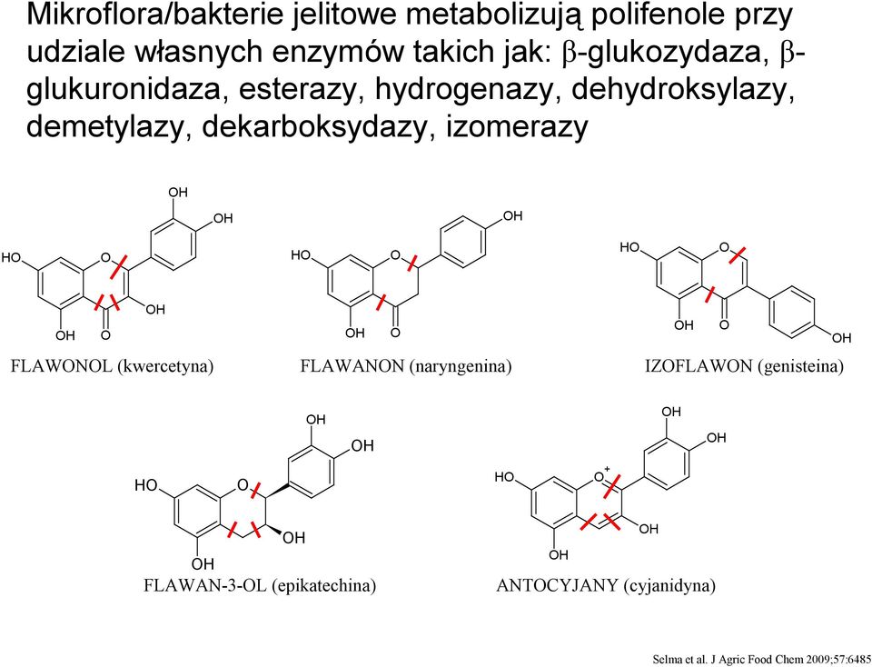 dekarboksydazy, izomerazy H H H FLAWNL (kwercetyna) FLAWANN (naryngenina) IZFLAWN