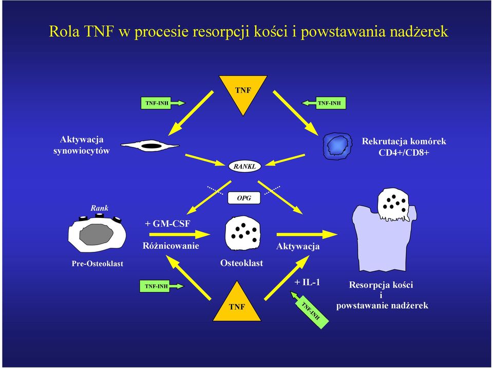 CD4+/CD8+ Rank OPG + GM-CF Różnicowanie Aktywacja Pre-Osteoklast