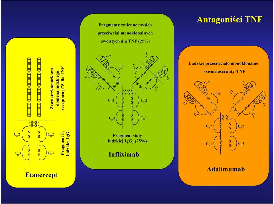 Infliximab Ludzkie przeciwciało monoklonalne o swoistości anty-tnf 2 3 3 Adalimumab V L C L