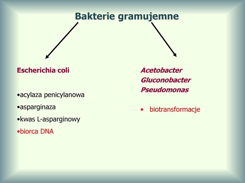 L-asparginowy Acetobacter