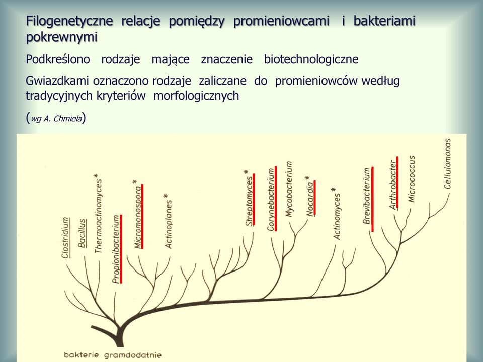 biotechnologiczne Gwiazdkami oznaczono rodzaje zaliczane do