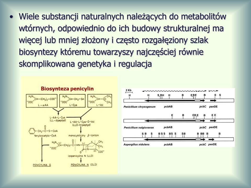 lub mniej złożony i często rozgałęziony szlak biosyntezy