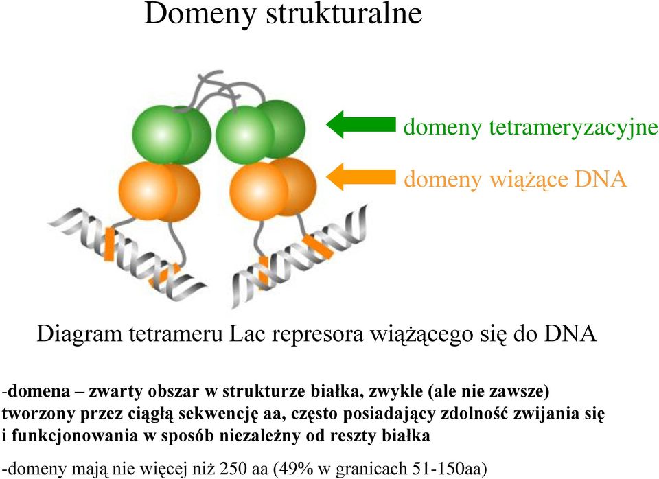 zawsze) tworzony przez ciągłą sekwencję aa, często posiadający zdolność zwijania się i