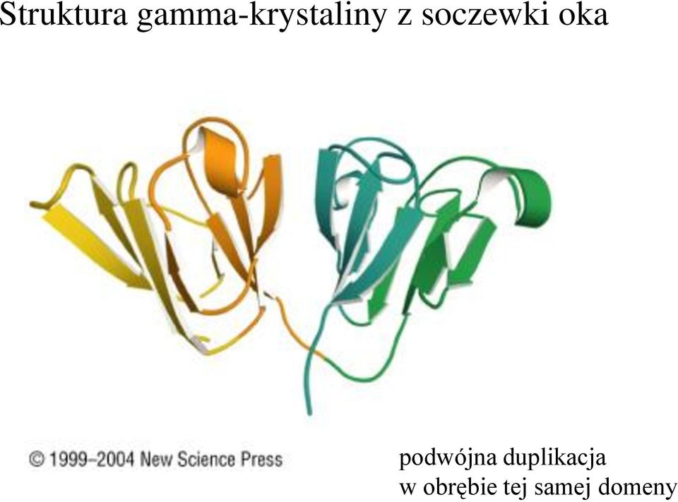 soczewki oka podwójna