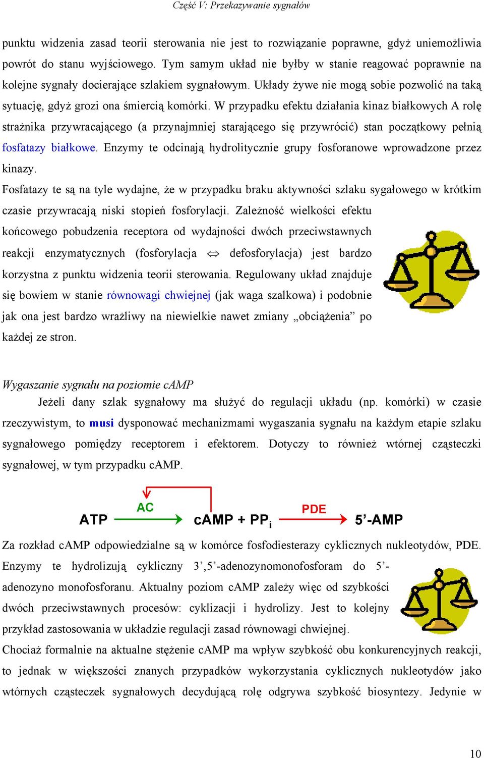 W przypadku efektu działania kinaz białkowych A rolę strażnika przywracającego (a przynajmniej starającego się przywrócić) stan początkowy pełnią fosfatazy białkowe.