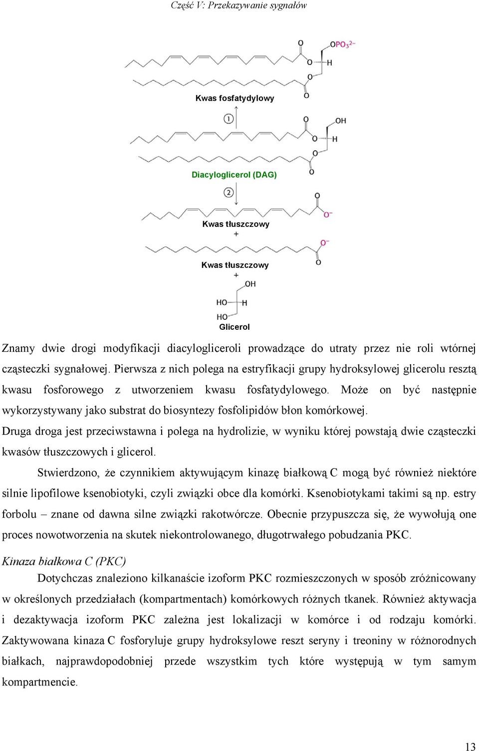 Może on być następnie wykorzystywany jako substrat do biosyntezy fosfolipidów błon komórkowej.