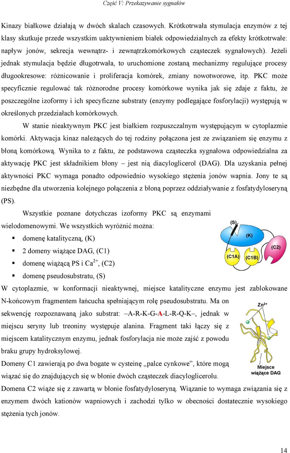 sygnałowych). Jeżeli jednak stymulacja będzie długotrwała, to uruchomione zostaną mechanizmy regulujące procesy długookresowe: różnicowanie i proliferacja komórek, zmiany nowotworowe, itp.