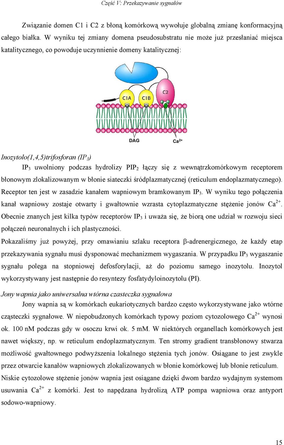 podczas hydrolizy PIP 2 łączy się z wewnątrzkomórkowym receptorem błonowym zlokalizowanym w błonie siateczki śródplazmatycznej (reticulum endoplazmatycznego).