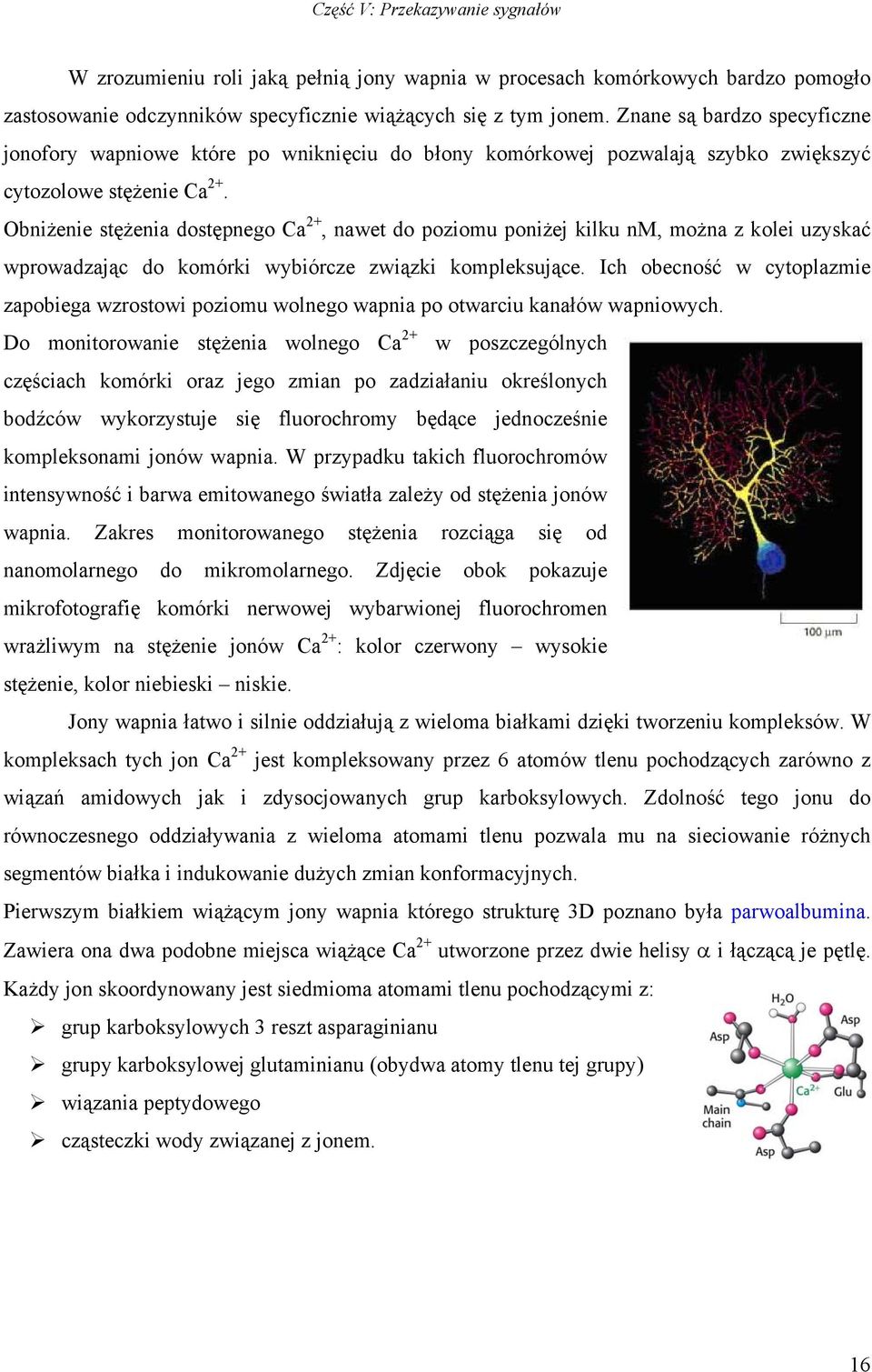 bniżenie stężenia dostępnego Ca 2+, nawet do poziomu poniżej kilku nm, można z kolei uzyskać wprowadzając do komórki wybiórcze związki kompleksujące.