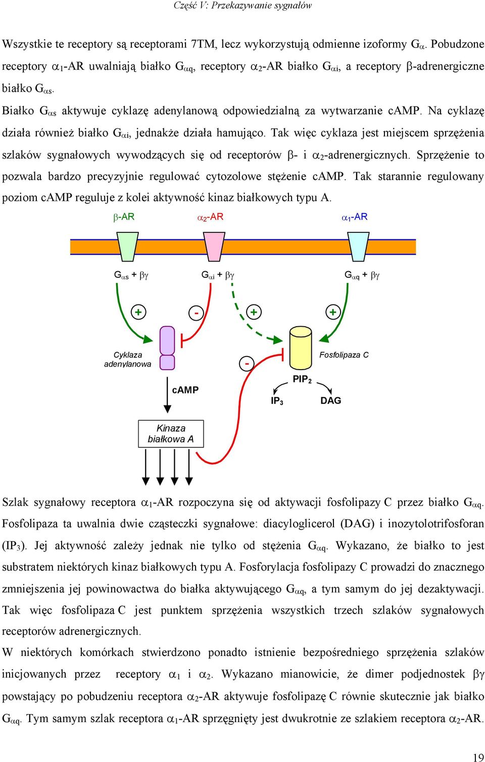Na cyklazę działa również białko G αi, jednakże działa hamująco. Tak więc cyklaza jest miejscem sprzężenia szlaków sygnałowych wywodzących się od receptorów β- i α 2 -adrenergicznych.