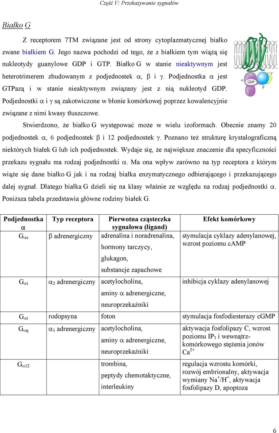 Podjednostki α i γ są zakotwiczone w błonie komórkowej poprzez kowalencyjnie związane z nimi kwasy tłuszczowe. Stwierdzono, że białko G występować może w wielu izoformach.