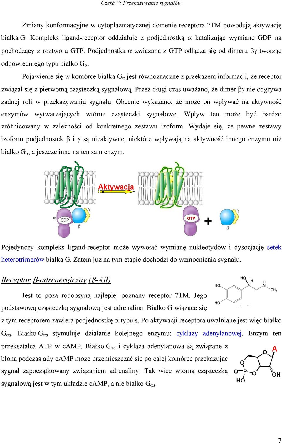 Pojawienie się w komórce białka G α jest równoznaczne z przekazem informacji, że receptor związał się z pierwotną cząsteczką sygnałową.