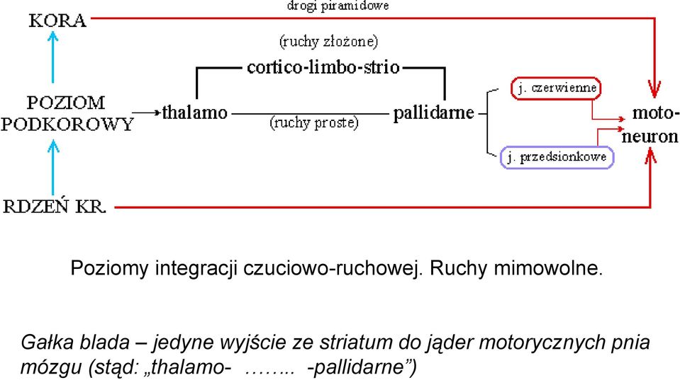 Gałka blada jedyne wyjście ze striatum