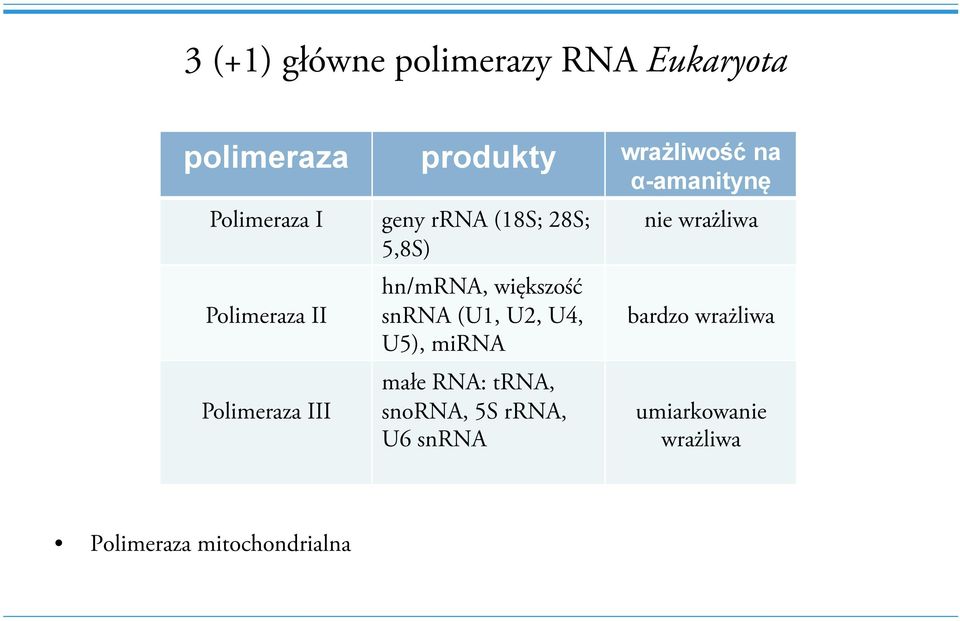 hn/mrna, większość snrna (U1, U2, U4, U5), mirna małe RNA: trna, snorna, 5S