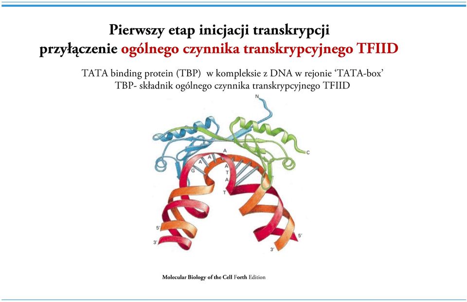 kompleksie z DNA w rejonie TATA-box TBP- składnik ogólnego