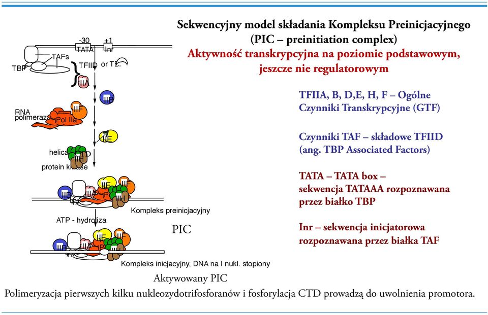 stopiony" Sekwencyjny model składania Kompleksu Preinicjacyjnego (PIC preinitiation complex) Aktywność transkrypcyjna na poziomie podstawowym, jeszcze nie regulatorowym TFIIA, B, D,E, H, F Ogólne