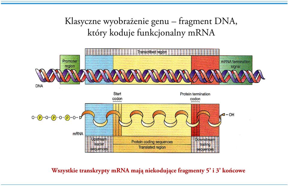 funkcjonalny mrna Wszystkie