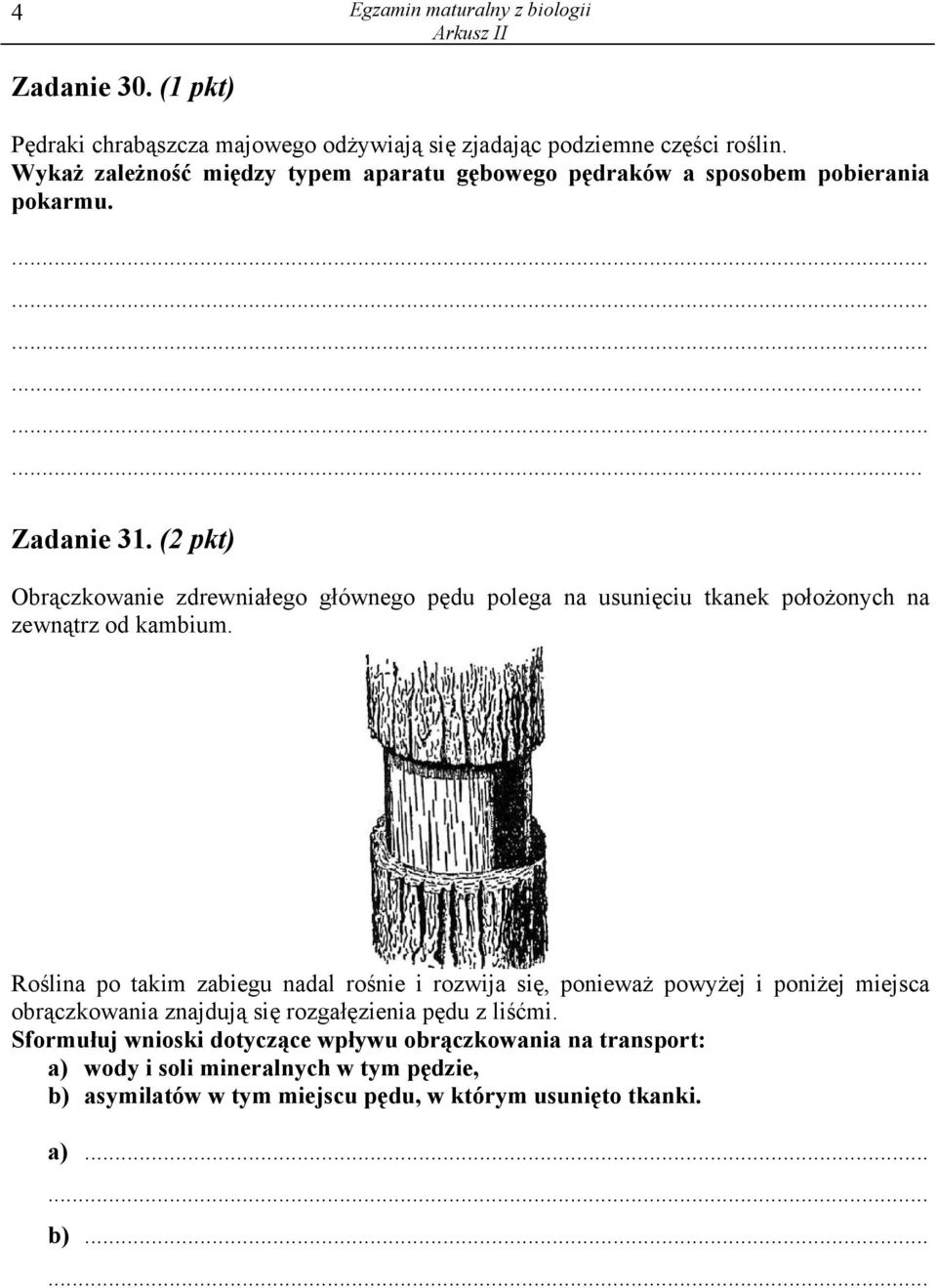 (2 pkt) Obrączkowanie zdrewniałego głównego pędu polega na usunięciu tkanek położonych na zewnątrz od kambium.