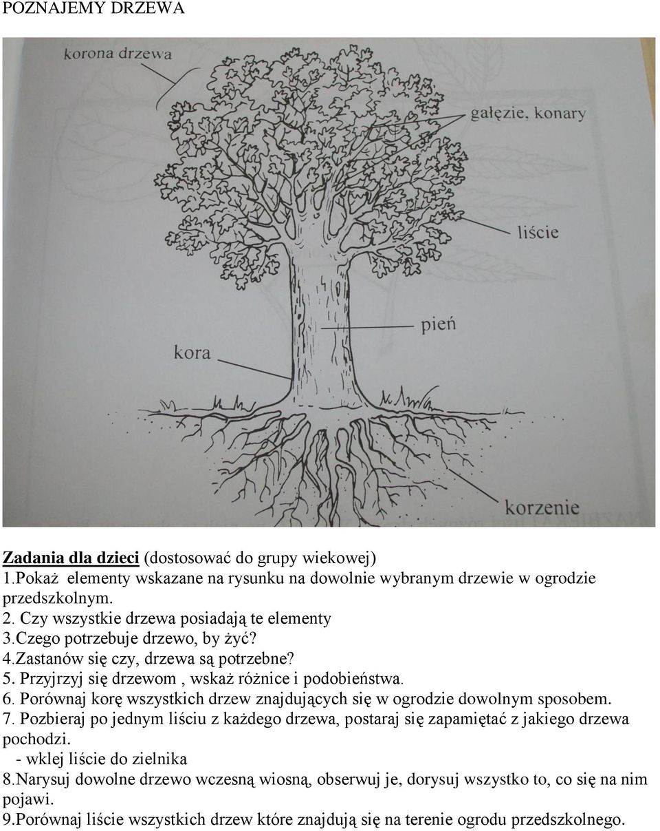 Porównaj korę wszystkich drzew znajdujących się w ogrodzie dowolnym sposobem. 7. Pozbieraj po jednym liściu z każdego drzewa, postaraj się zapamiętać z jakiego drzewa pochodzi.