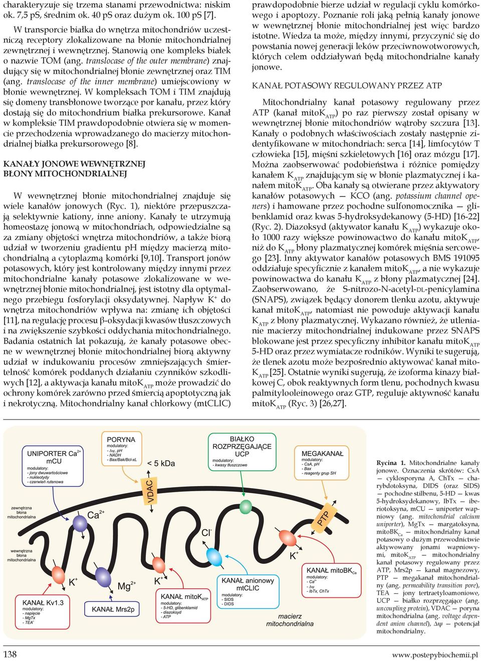 translocase of the outer membrane) znajdujący się w mitochondrialnej błonie zewnętrznej oraz TIM (ang. translocase of the inner membrane) umiejscowiony w błonie wewnętrznej.