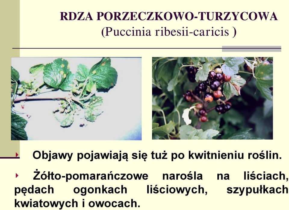 kwitnieniu roślin.