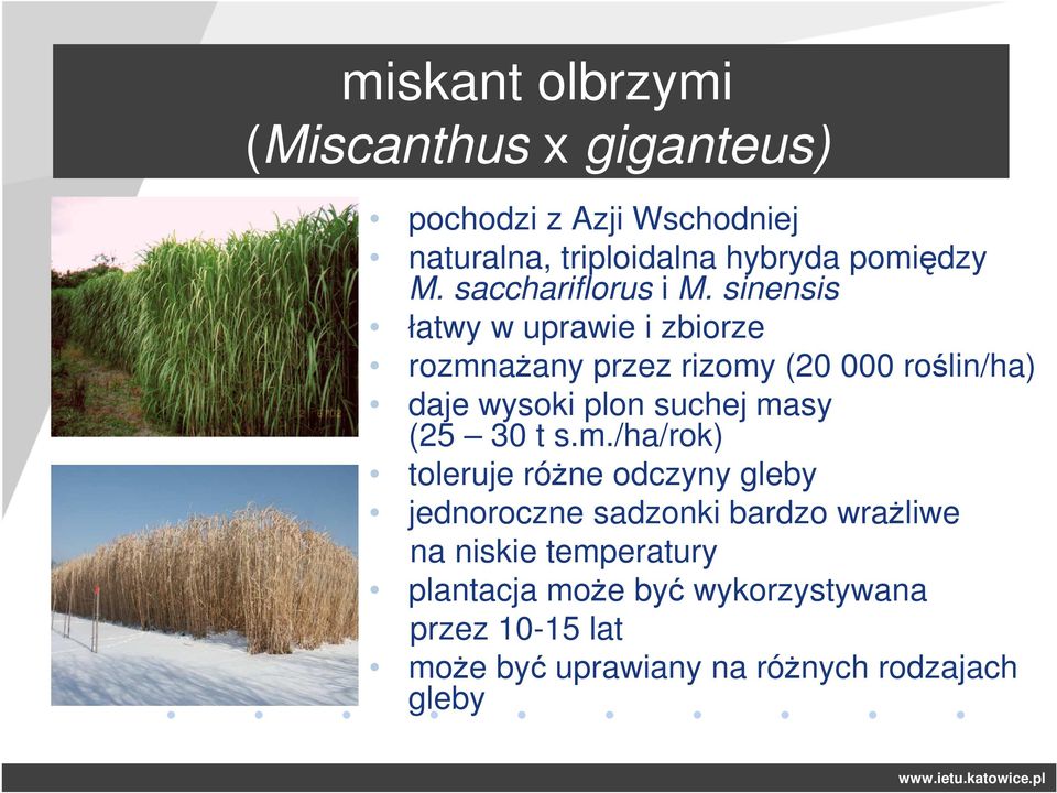 sinensis łatwy w uprawie i zbiorze rozmnażany przez rizomy (20 000 roślin/ha) daje wysoki plon suchej masy (25