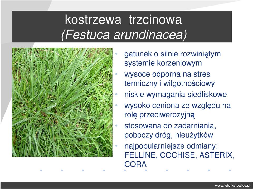 siedliskowe wysoko ceniona ze względu na rolę przeciwerozyjną stosowana do