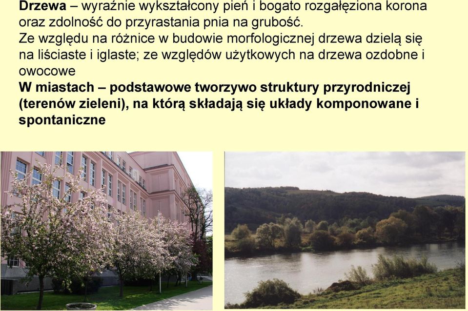 Ze względu na różnice w budowie morfologicznej drzewa dzielą się na liściaste i iglaste; ze