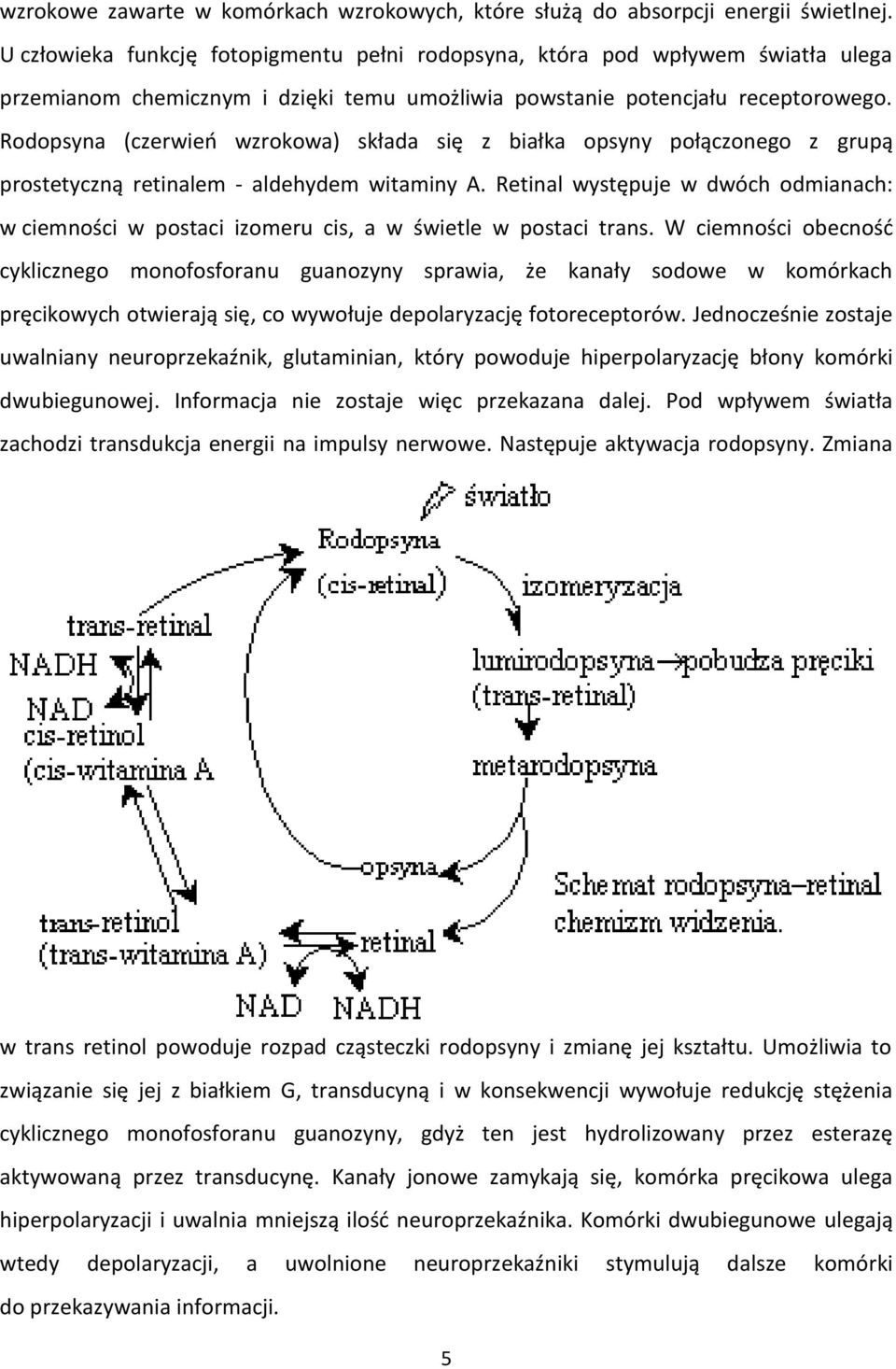 Rodopsyna (czerwieo wzrokowa) składa się z białka opsyny połączonego z grupą prostetyczną retinalem - aldehydem witaminy A.