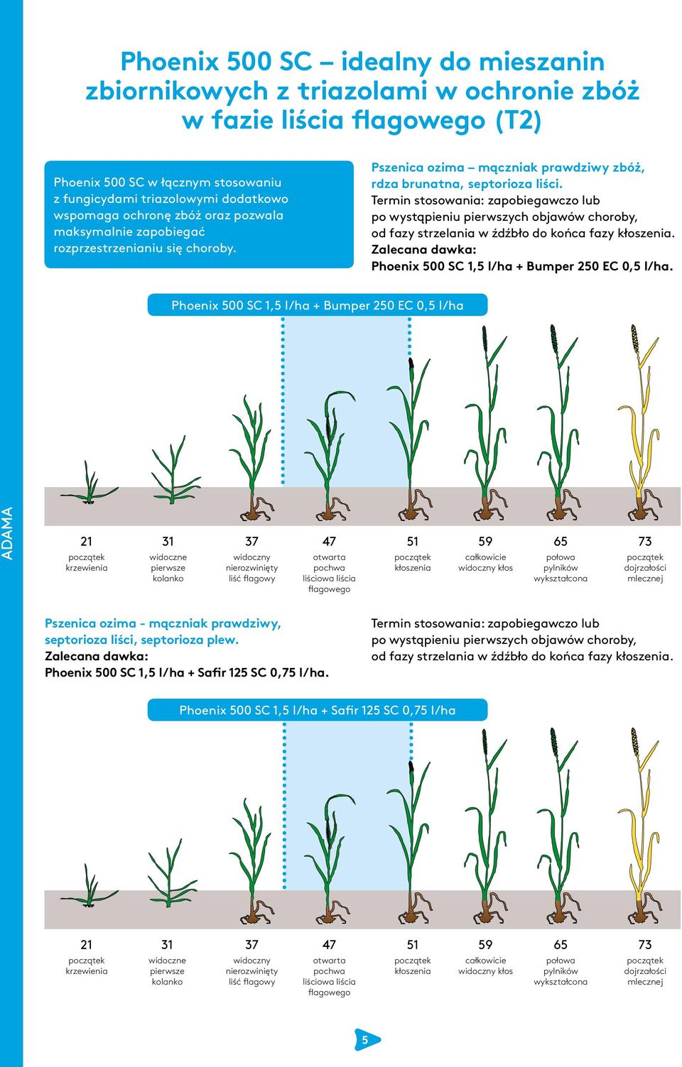 Termin stosowania: zapobiegawczo lub po wystąpieniu pierwszych objawów choroby, od fazy strzelania w źdźbło do końca fazy kłoszenia. Zalecana dawka: Phoenix 500 SC 1,5 l/ha + Bumper 250 EC 0,5 l/ha.