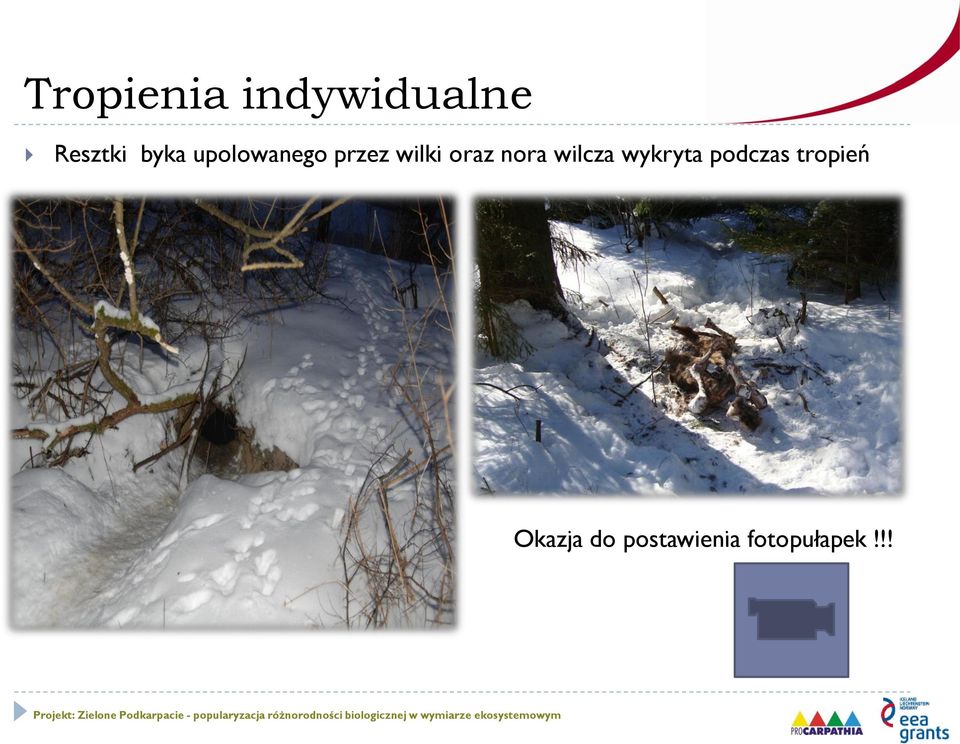 nora wilcza wykryta podczas