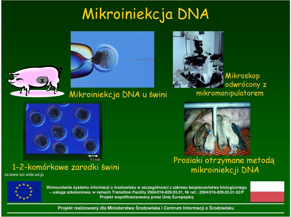 mikromanipulatorem 1-2-komórkowe zarodki