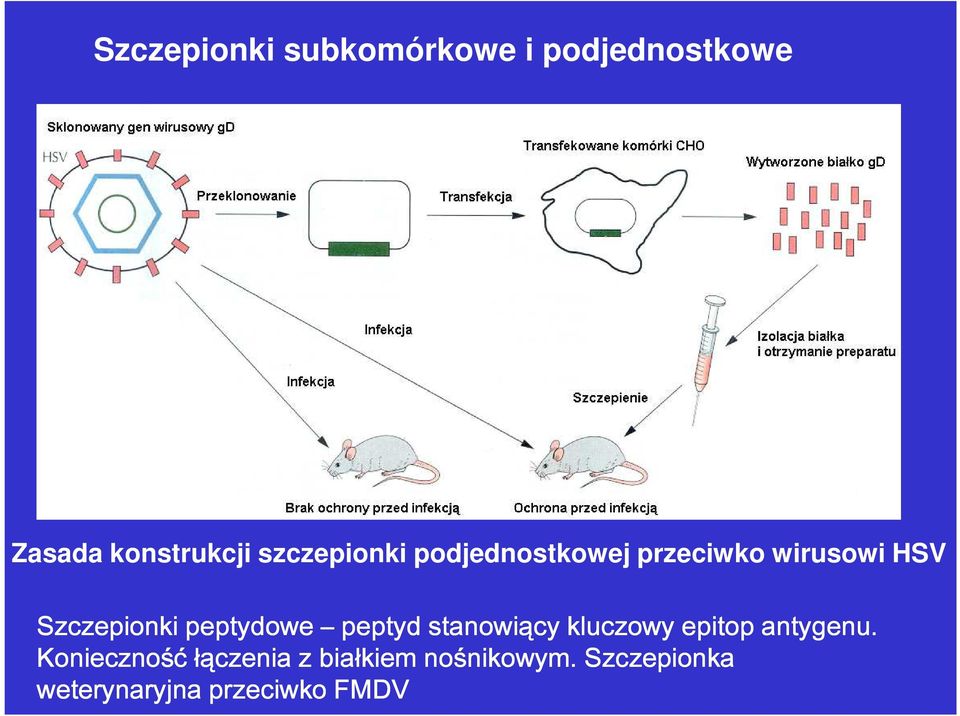 peptydowe peptyd stanowiący kluczowy epitop antygenu.