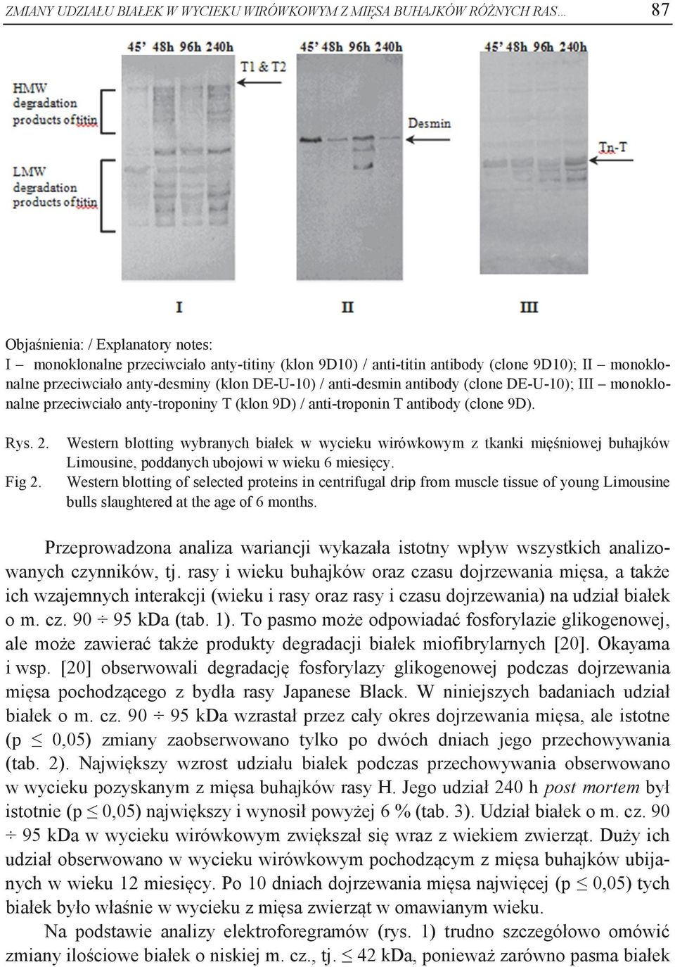 Western blotting wybranych białek w wycieku wirówkowym z tkanki mięśniowej buhajków Limousine, poddanych ubojowi w wieku 6 miesięcy. Fig 2.