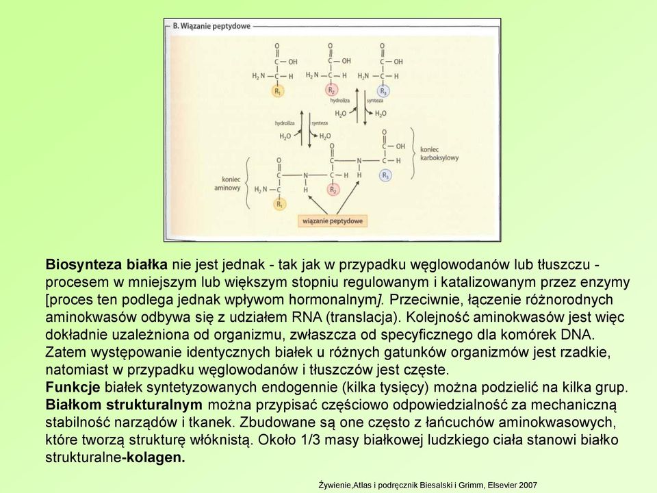 Kolejność aminokwasów jest więc dokładnie uzależniona od organizmu, zwłaszcza od specyficznego dla komórek DNA.