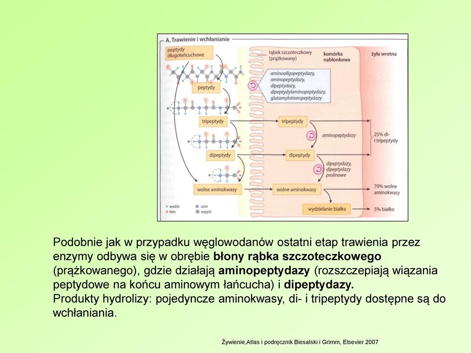 peptydowe na końcu aminowym łańcucha) i dipeptydazy.