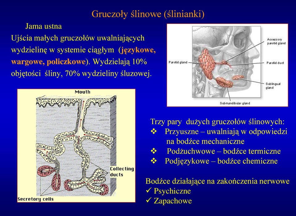 Trzy pary dużych gruczołów ślinowych: Przyuszne uwalniają w odpowiedzi na bodźce mechaniczne