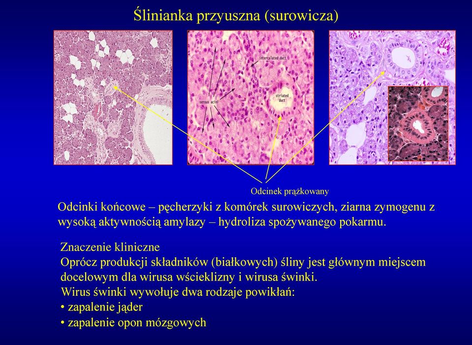 Znaczenie kliniczne Oprócz produkcji składników (białkowych) śliny jest głównym miejscem docelowym