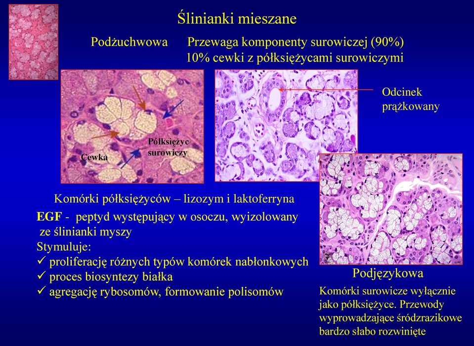 ślinianki myszy Stymuluje: proliferację różnych typów komórek nabłonkowych proces biosyntezy białka agregację rybosomów,