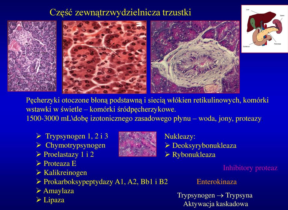 Trypsynogen 1, 2 i 3 Nukleazy: Chymotrypsynogen Deoksyrybonukleaza Proelastazy 1 i 2 Rybonukleaza Proteaza E Inhibitory