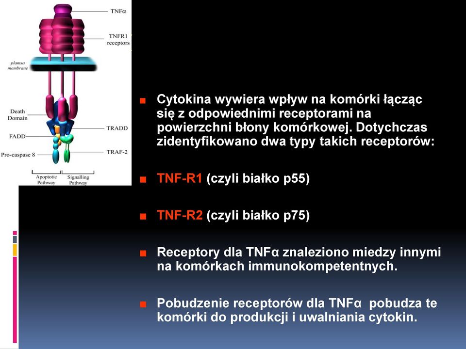 Dotychczas zidentyfikowano dwa typy takich receptorów: TNF-R1 (czyli białko p55) TNF-R2 (czyli