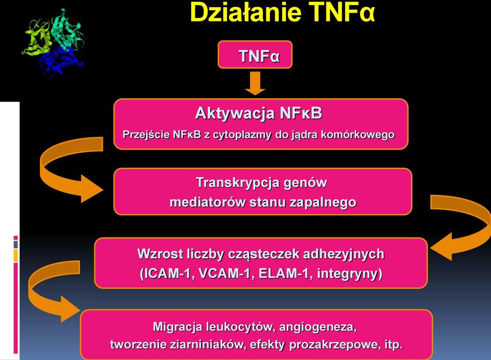 cząsteczek adhezyjnych (ICAM-1, VCAM-1, ELAM-1, integryny) Migracja