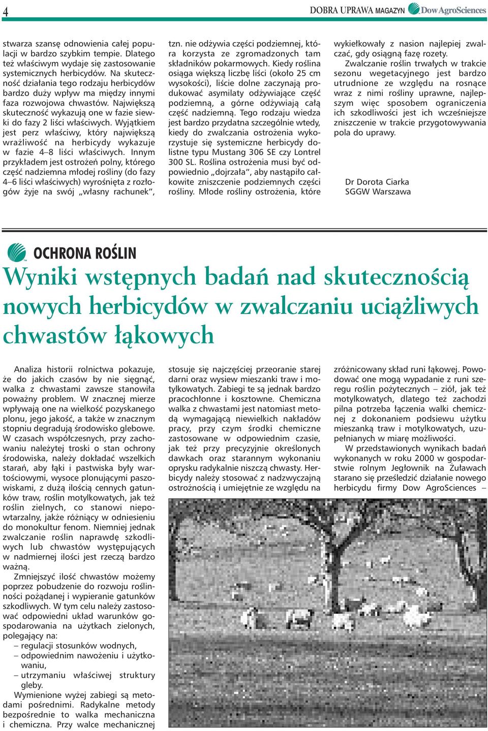 Wyjàtkiem jest perz w aêciwy, który najwi kszà wra liwoêç na herbicydy wykazuje w fazie 4 8 liêci w aêciwych.