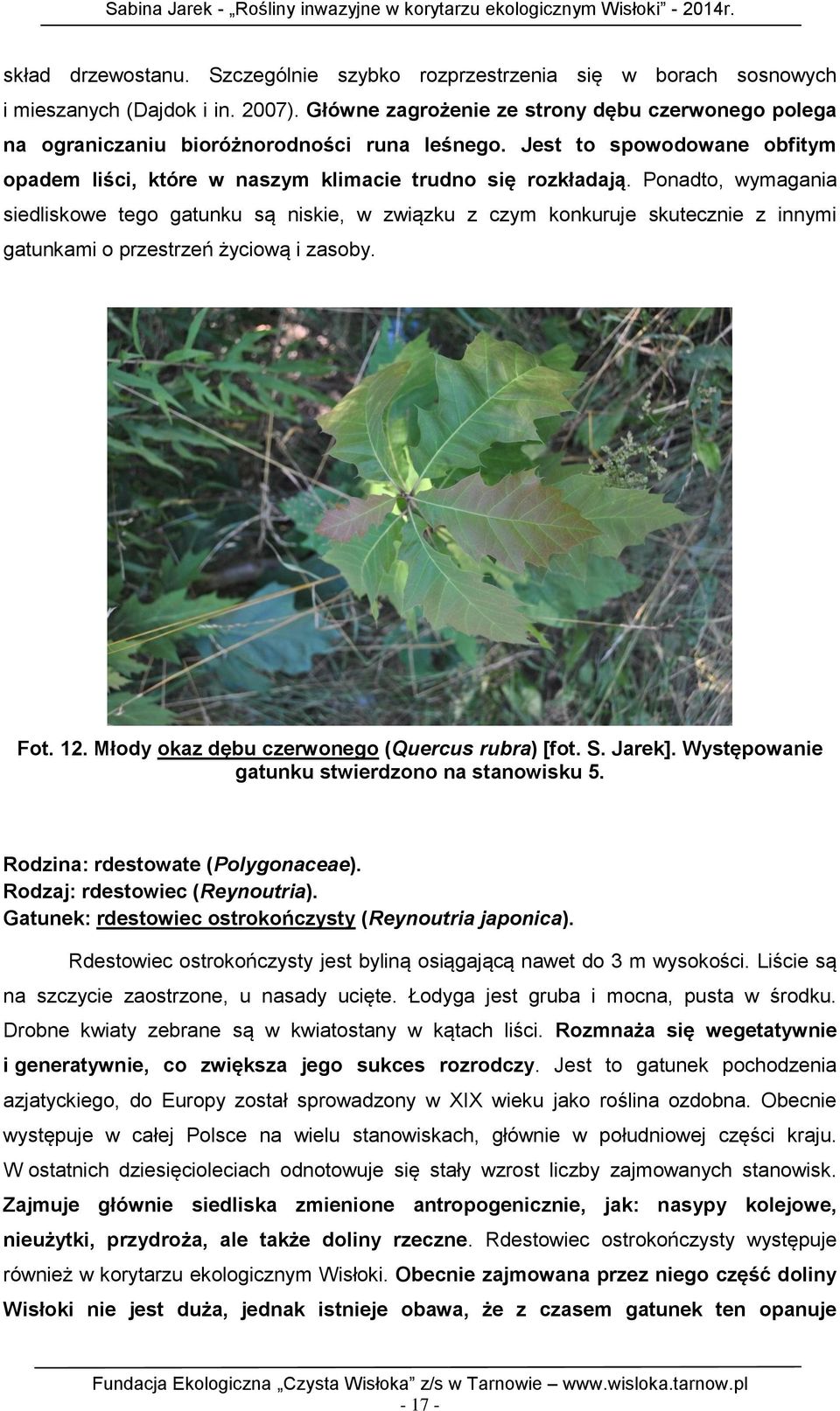 Ponadto, wymagania siedliskowe tego gatunku są niskie, w związku z czym konkuruje skutecznie z innymi gatunkami o przestrzeń życiową i zasoby. Fot. 12. Młody okaz dębu czerwonego (Quercus rubra) [fot.