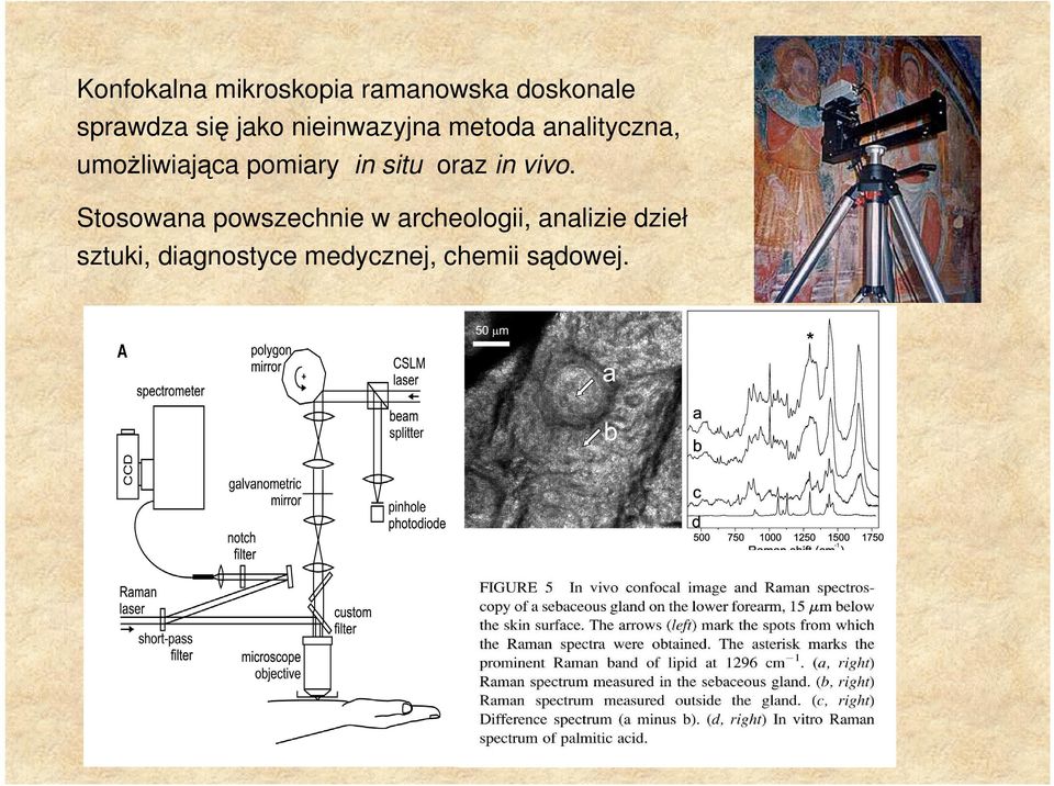 in situ oraz in vivo.