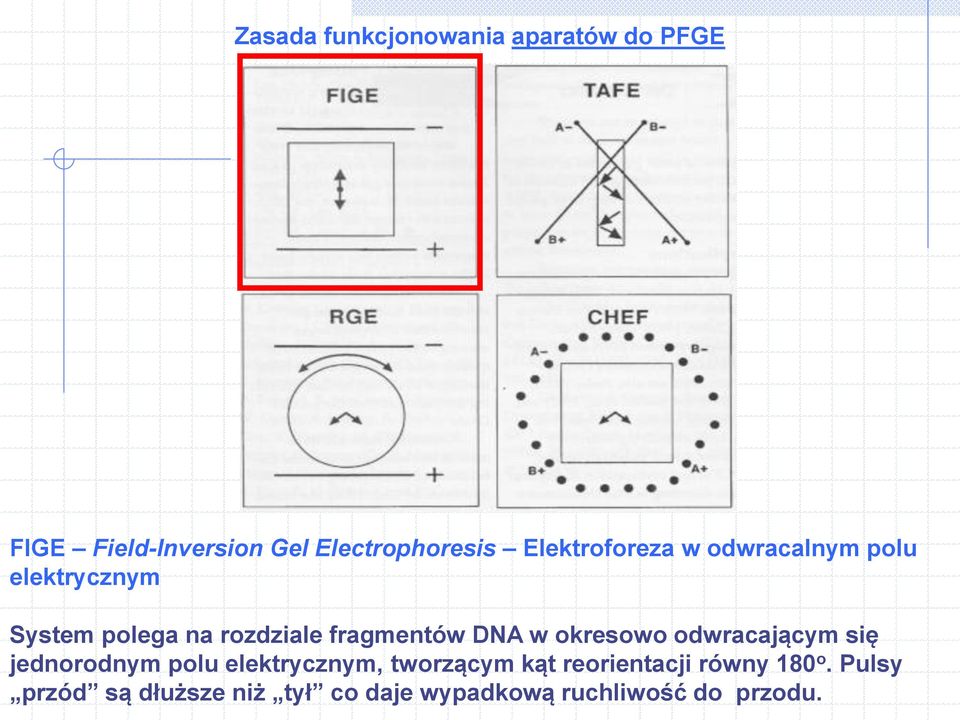 DNA w okresowo odwracającym się jednorodnym polu elektrycznym, tworzącym kąt