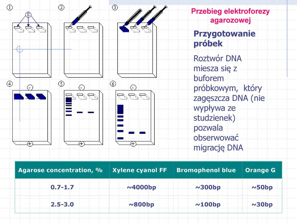 pozwala obserwować migrację DNA Agarose concentration, % Xylene cyanol FF