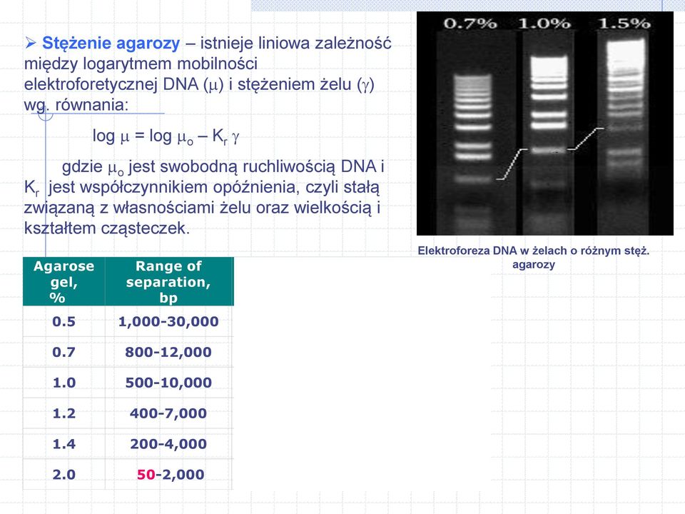 oraz wielkością i kształtem cząsteczek. Agarose gel, % Range of separation, bp Polyacrylamid e gel, % Elektroforeza DNA w żelach o różnym stęż.